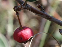 Gewöhnliche Steinmispel